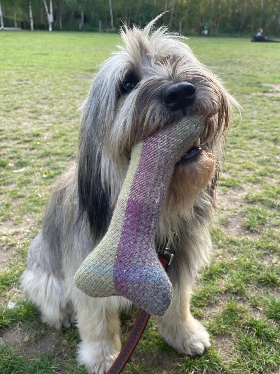 Dog holding a bone-shaped fabric toy in its mouth on a grassy field